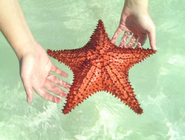 Starfish