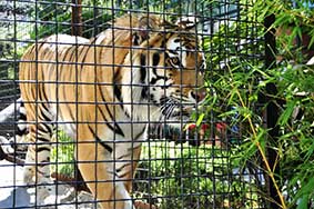 Tiger In Cage